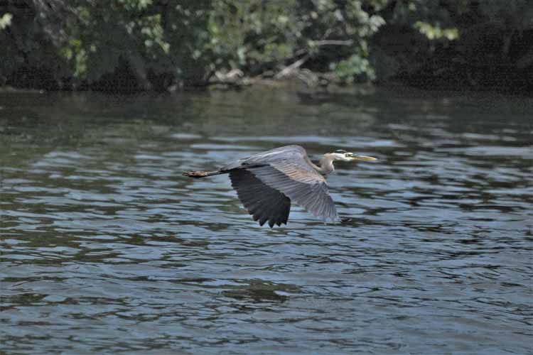 great blue